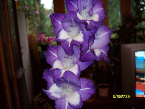 0_9d8f_877995be_XL.jpg