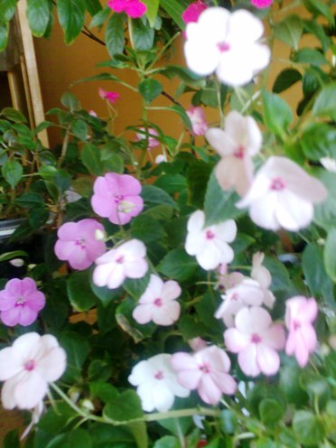 impatiens.jpg