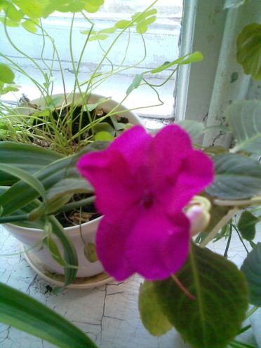 impatiens -grand.jpg