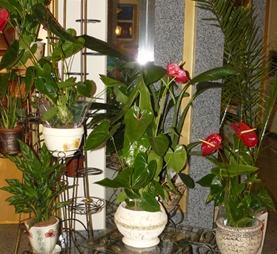 ÑÐ¾ÑÐ¾_0.jpg
