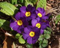 primula_vulgaris1.jpg