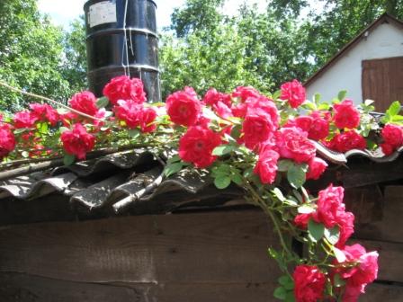 IMG_1468.JPG