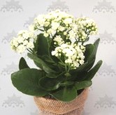 1kalahchoe.jpg