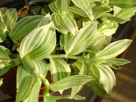 Tradescantia.jpg