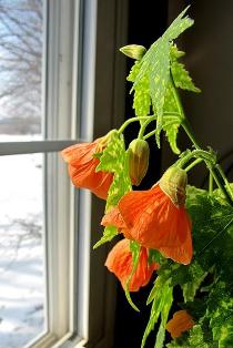 abutilon.JPG