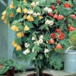abutilon 3.jpg