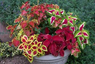 coleus.jpg
