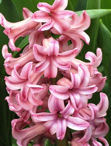 hyacinthus.jpg