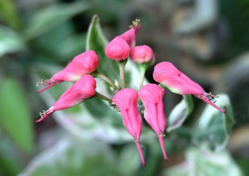 pedilantus flowers.jpg