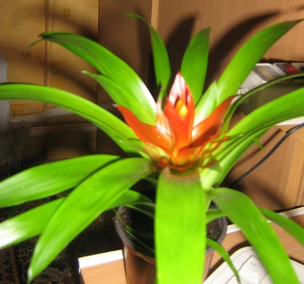 flower.jpg