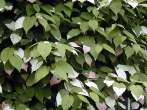 aktinidia.jpg