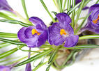crocus.jpg