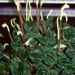 peperomia.jpg