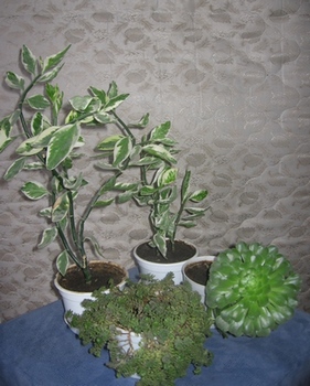 Flowers1.jpg