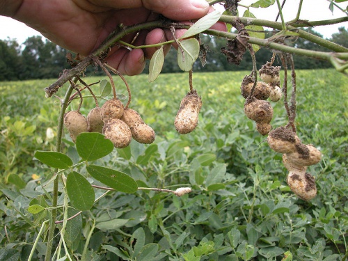 800px-Peanut_9417.jpg