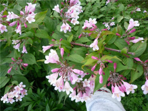 c751fea88182.jpg