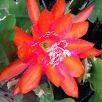 Epiphylum.jpg