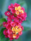 lantana41.jpg