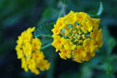 lantana42.jpg