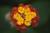lantana44.jpg