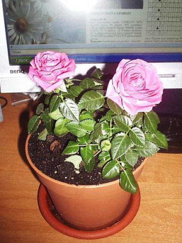 ÑÐ¾Ð·Ð°.jpg