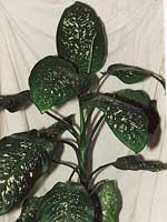 Dieffenbachia.jpg
