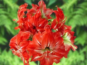 amaryllis.jpg