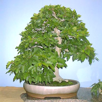 bonsai.jpg