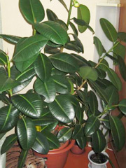 ficus-C.jpg