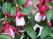 fucsia.jpg