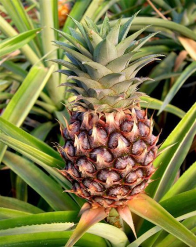 ananas.jpg