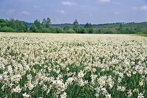 dolina.jpg