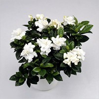 gardenia3.jpg