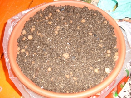 normal_STP68446.JPG