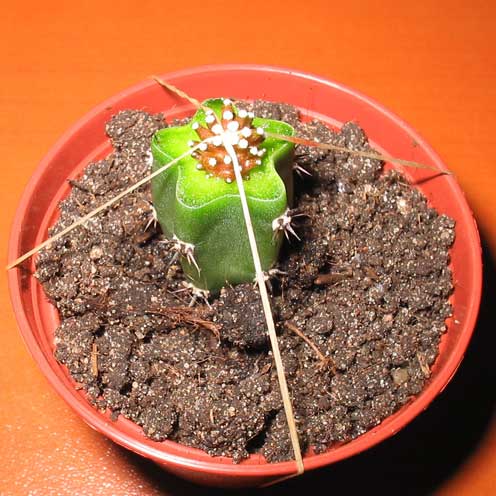 p6.jpg
