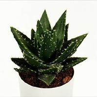 aloe1.jpg