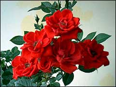 rosi009.jpg