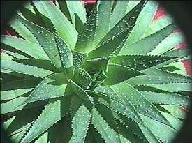 aloe-2.jpg