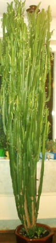 cactus.jpg