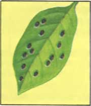 homeflowers02.jpg