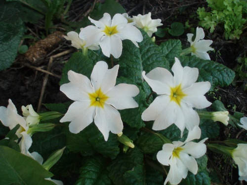 Primula.JPG