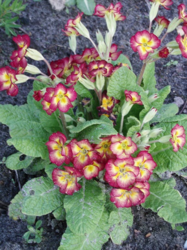 Primula.JPG