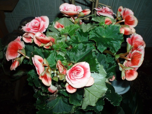Begonia.JPG