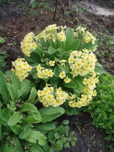 primula.JPG