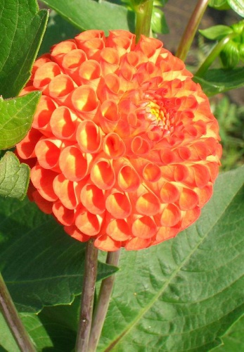 Pompon.dahlia.41.jpg