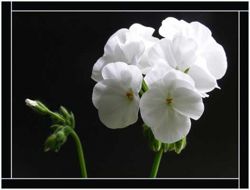 pelargonia_max.jpg
