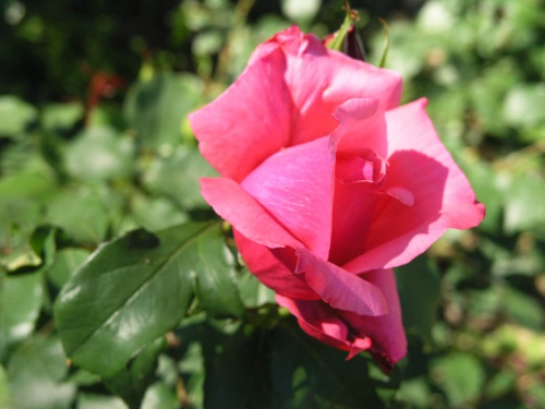rosa.jpg