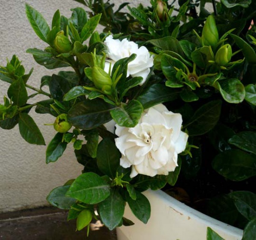 40876513_060308_gardenia2_ff.jpg