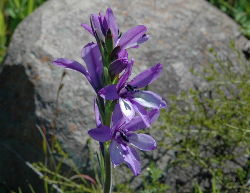 Babiana_stricta_Tul_br.jpg