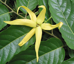 Ylang.jpg